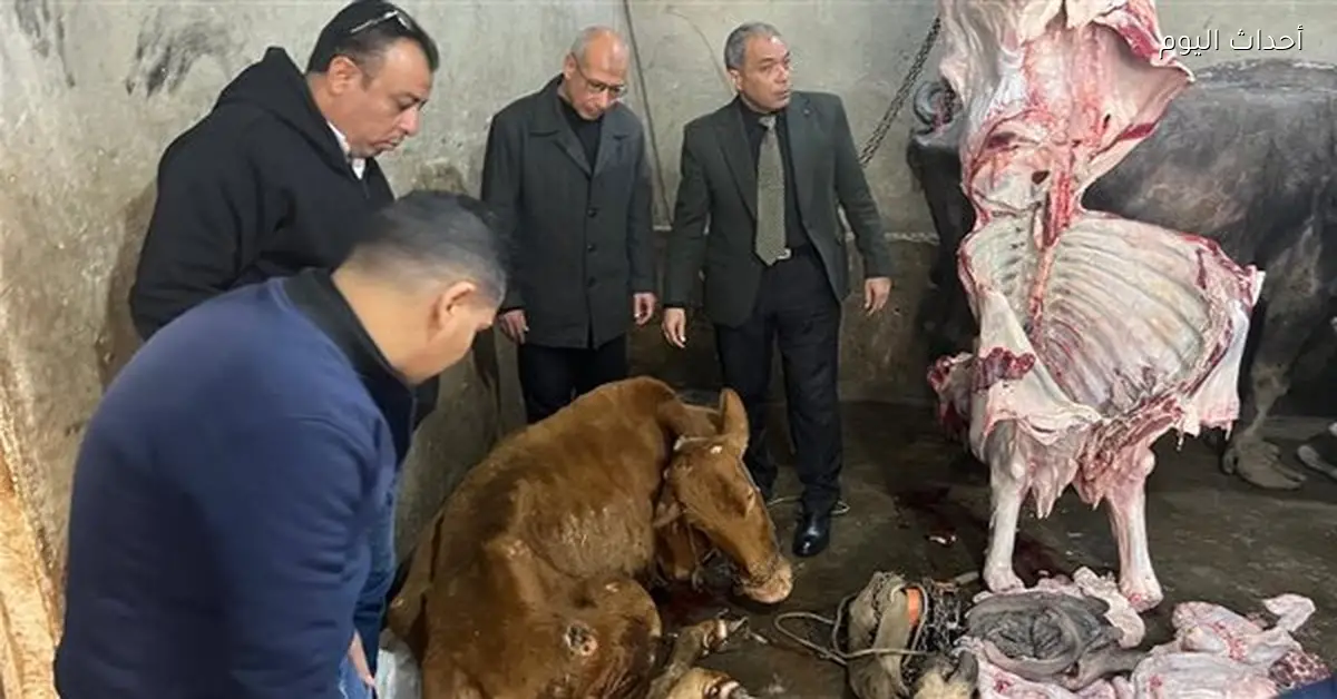 ضبط سلخانة غير مرخصة و1.8 طن لحوم فاسدة في حملة للخدمات البيطرية