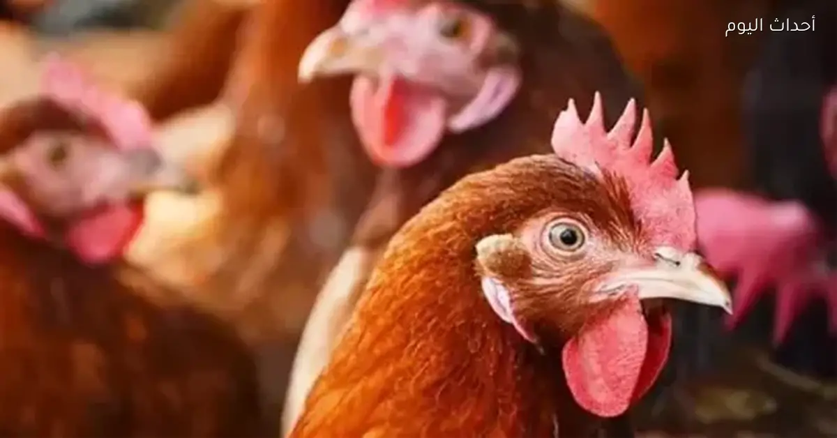 أسعار الفراخ البيضاء في بورصة الدواجن اليوم