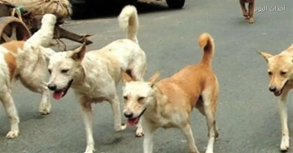 أزمة كلاب الشوارع وحلول علمية وإنسانية من الزراعة والأطباء البيطريين