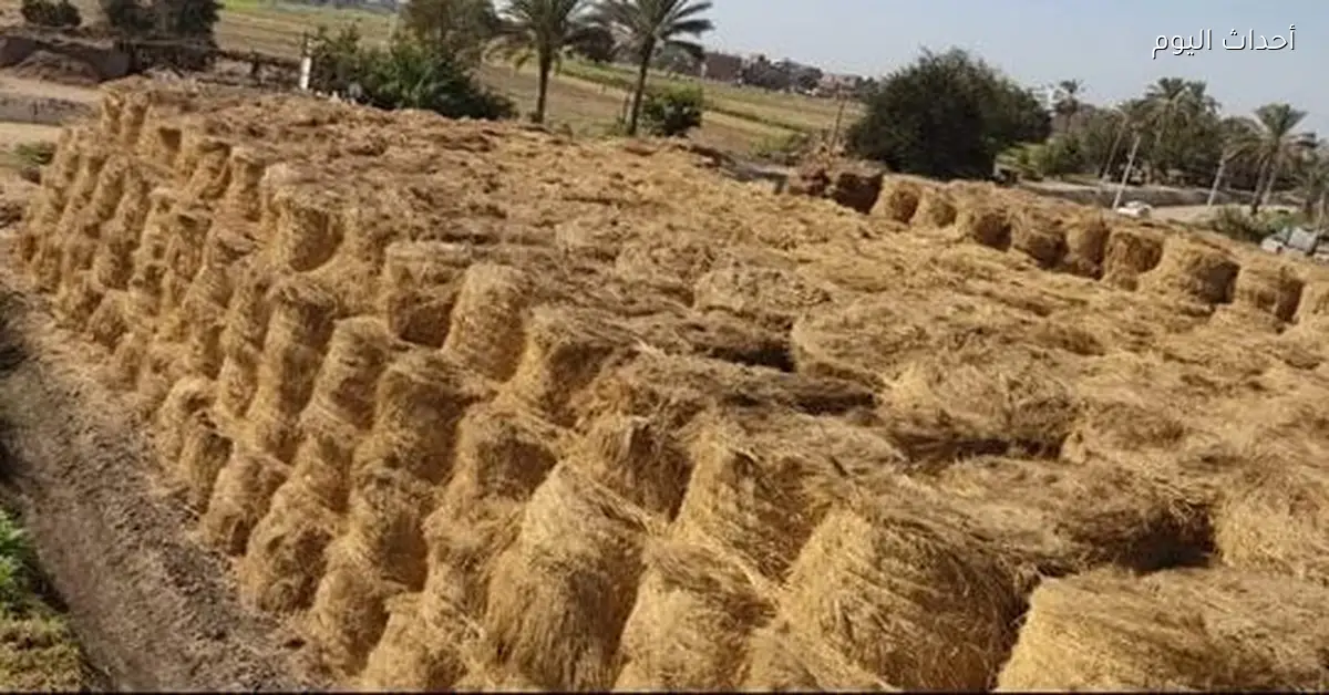 أسعار الأرز الشعير في المحافظات اليوم الخميس 18 ديسمبر 2025