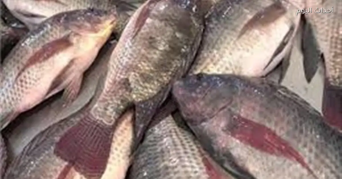 أسعار الأسماك اليوم الثلاثاء 23 ديسمبر 2025 في سوق العبور