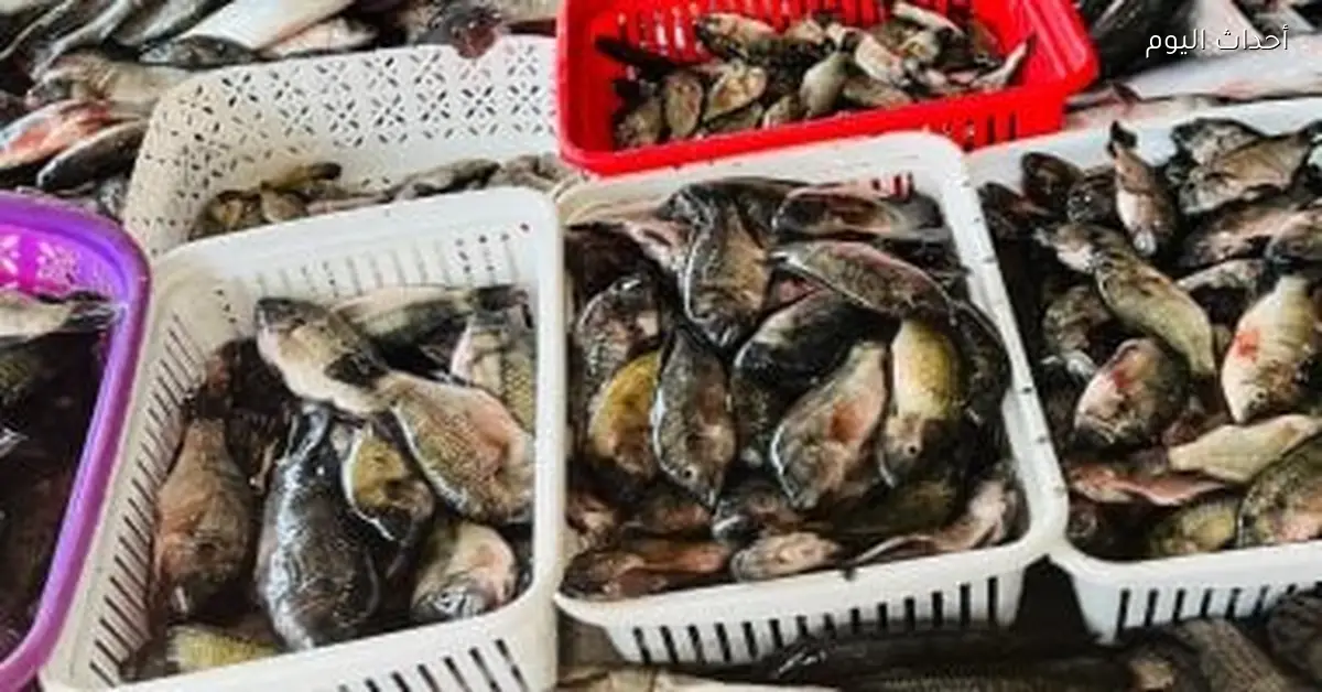 أسعار الأسماك في أسواق مطروح اليوم السبت 20-12-2025 البلطي بـ 80 جنيه