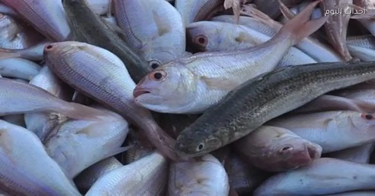 أسعار الأسماك والمأكولات البحرية في الأسواق اليوم