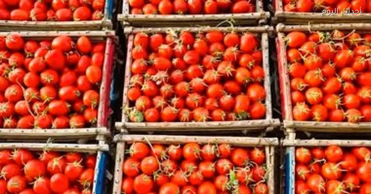 أسعار الخضراوات والفاكهة في الغربية الأحد 14 ديسمبر 2025