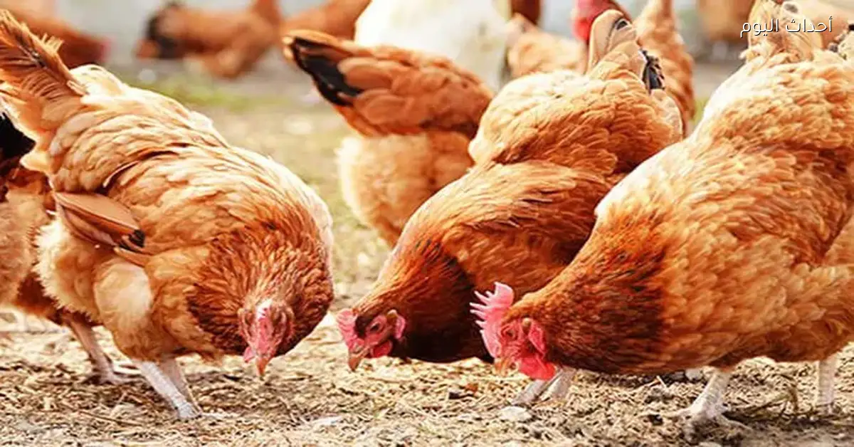 أسعار الدواجن اليوم الأحد 14 ديسمبر 2025
