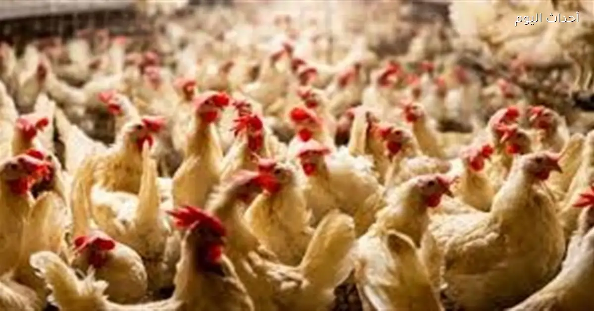 أسعار الدواجن اليوم الخميس 18 ديسمبر 2025 بعد التراجع الأخير