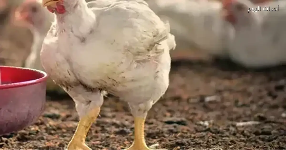 أسعار الدواجن اليوم في المزارع والأسواق