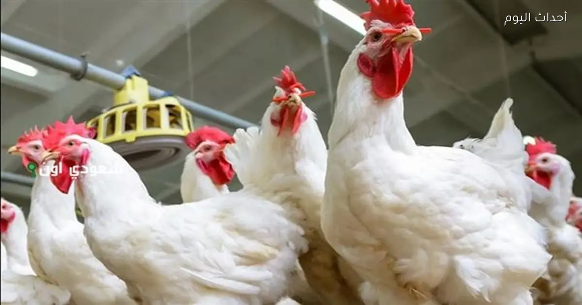 أسعار الدواجن في الأسواق المصرية اليوم 21 ديسمبر 2025