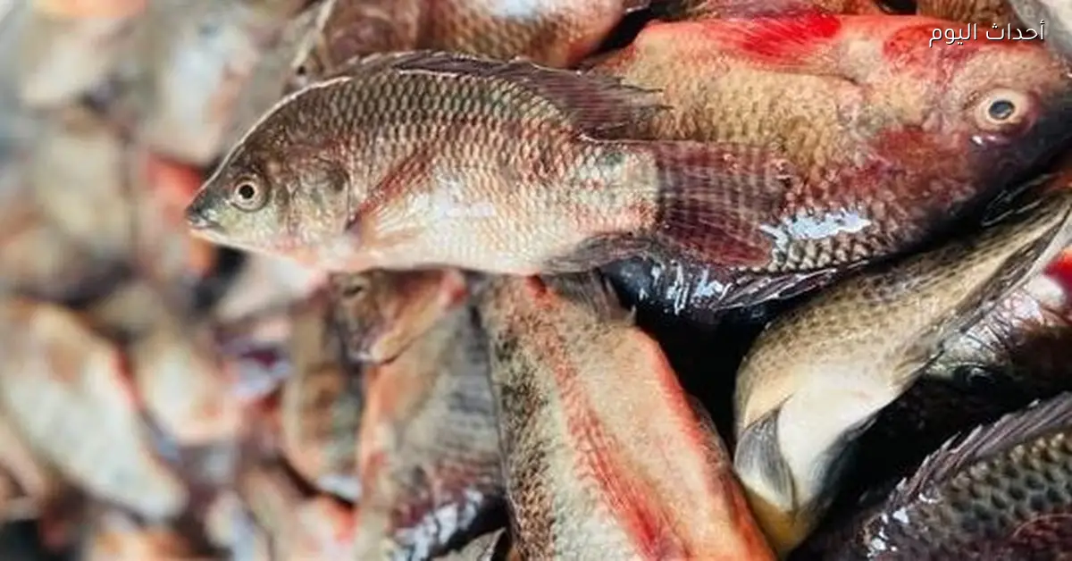 أسعار السمك في الأسواق الشعبية اليوم الأربعاء 24 ديسمبر 2025