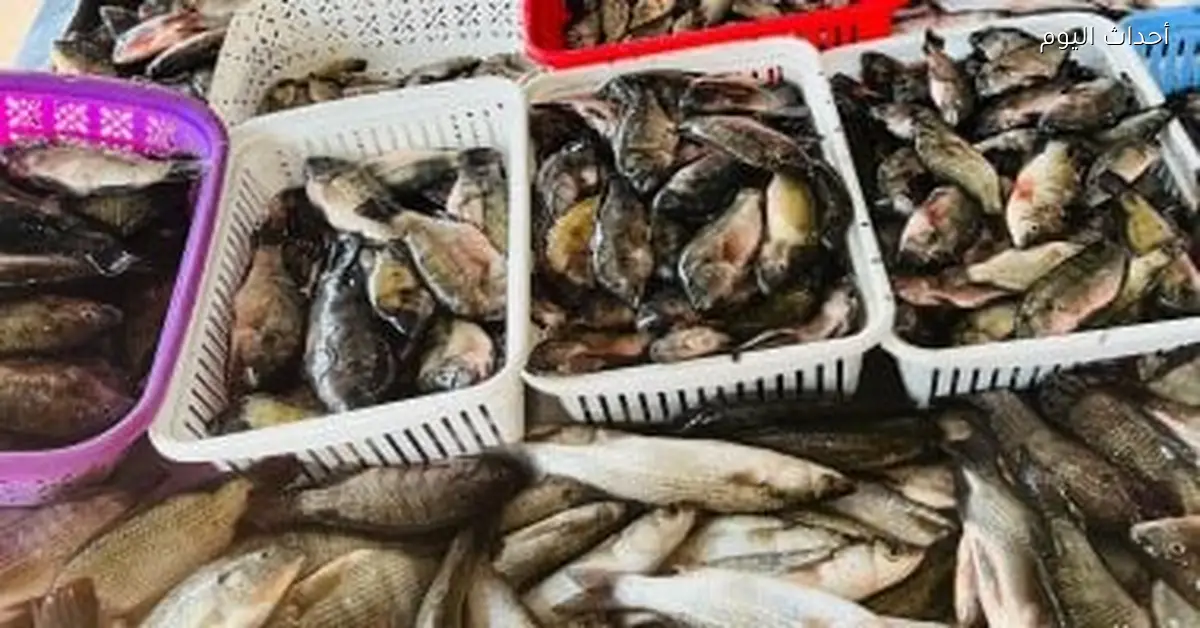 أسعار السمك في القليوبية اليوم الأحد 28 ديسمبر 2025