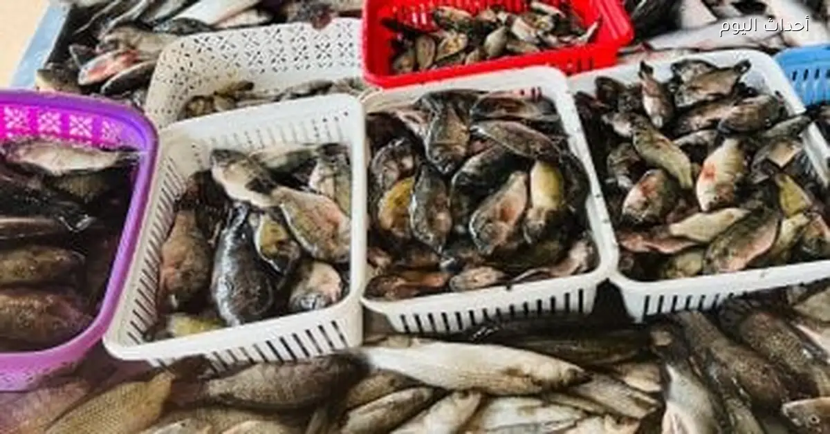 أسعار السمك في القليوبية اليوم الجمعة تشمل البلطي بأسعار محددة