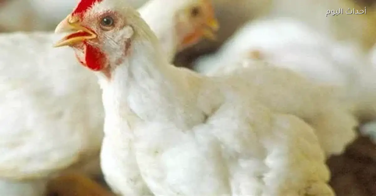 أسعار الفراخ البلدي والبانيه في الأسواق المصرية اليوم الاثنين 15 ديسمبر 2025