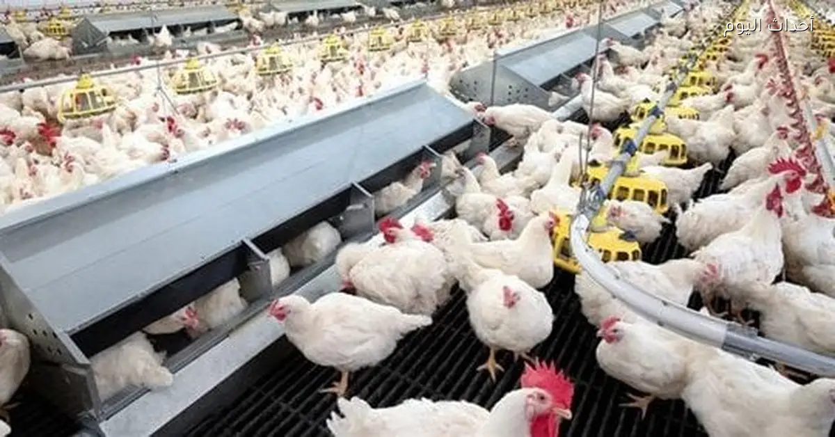 أسعار الفراخ البيضاء والبيض في الأسواق اليوم 14 ديسمبر 2025