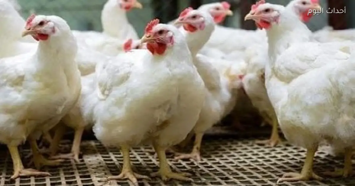 أسعار الفراخ اليوم الخميس 18 ديسمبر 2025 في مصر