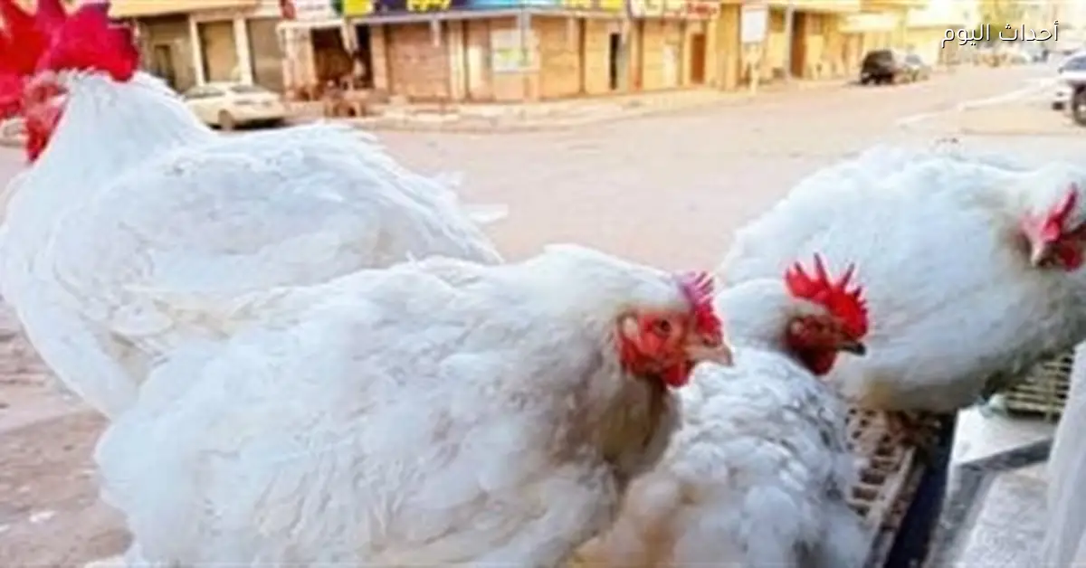 أسعار الفراخ اليوم تتراجع وتفاجئ الأسواق