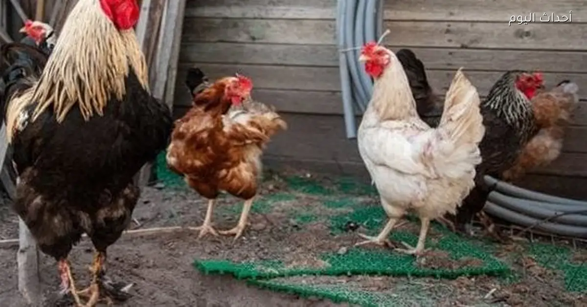 أسعار الفراخ اليوم في الأسواق الشعبية وبورصة الدواجن الأحد 21 ديسمبر 2025