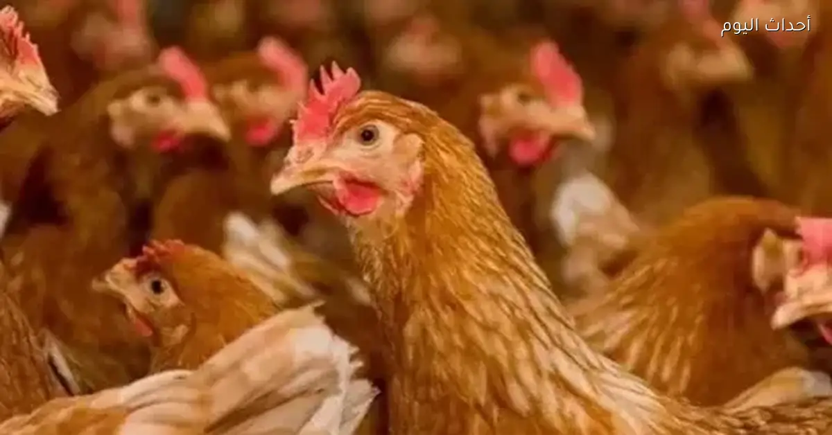 أسعار الفراخ في الأسواق اليوم السبت 20 ديسمبر 2025 بين الانخفاض والاستقرار