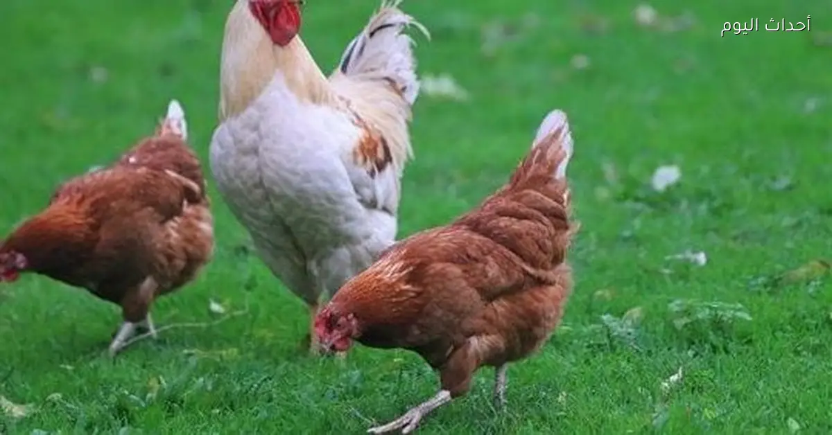 أسعار الفراخ والبيض في الأسواق والمزارع اليوم 16 ديسمبر 2025