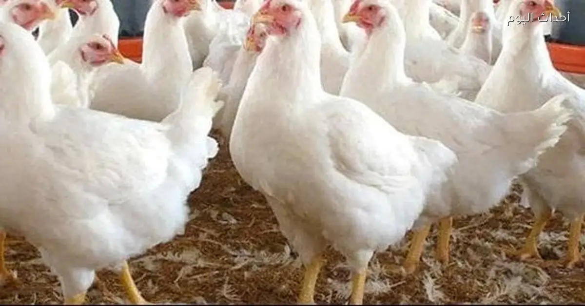 أسعار الفراخ والبيض في الأسواق والمزارع اليوم الإثنين 15 ديسمبر 2025