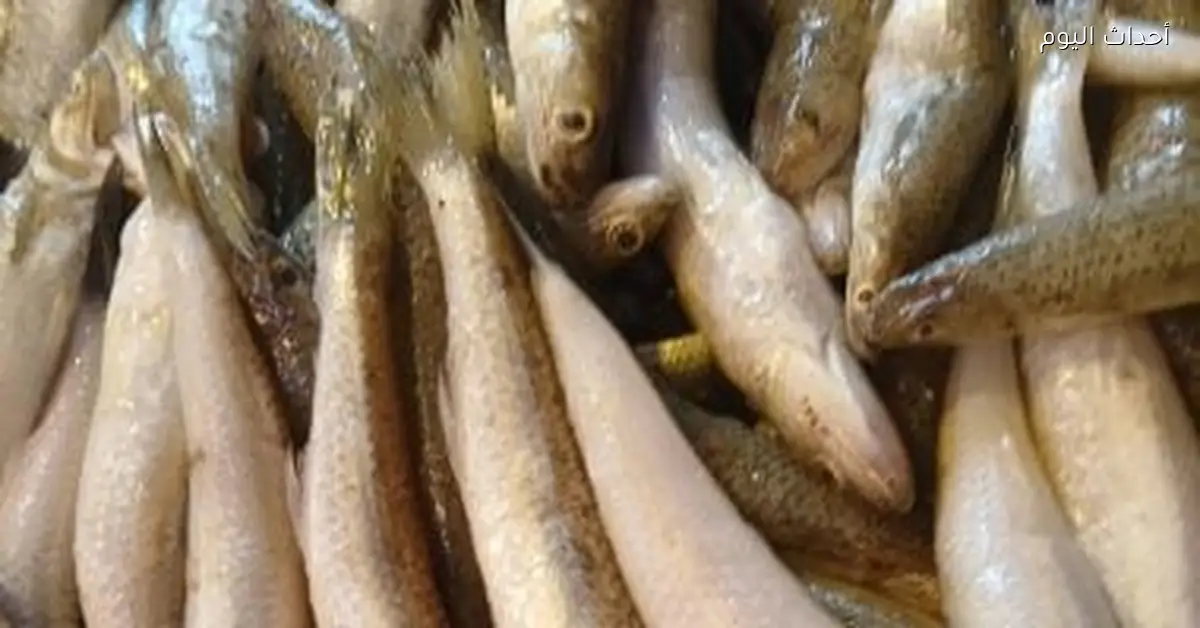 استقرار أسعار الأسماك في الإسكندرية والبلطى يسجل 85 جنيها