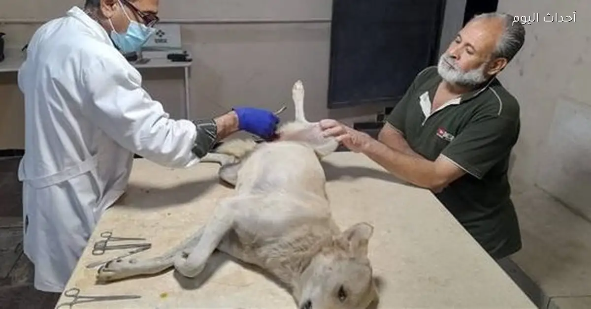 التعاقد مع 4500 طبيب بيطري لتحسين الطب البيطري في المحافظات