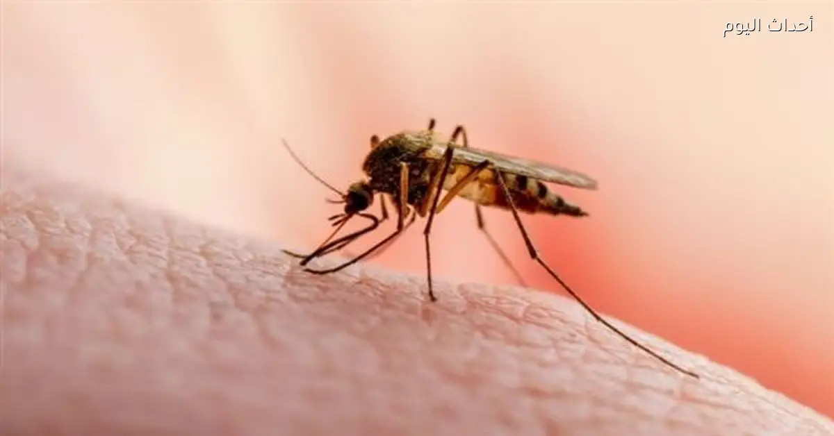 الناموس يحاصر منطقة الظاهر منذ أسبوعين دون حملات رش