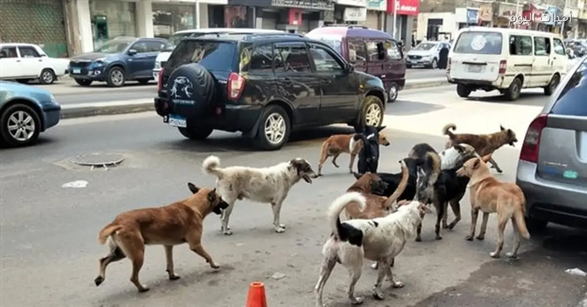برلماني يسأل عن تطبيق خطة محافظة القاهرة لحل أزمة الكلاب الضالة