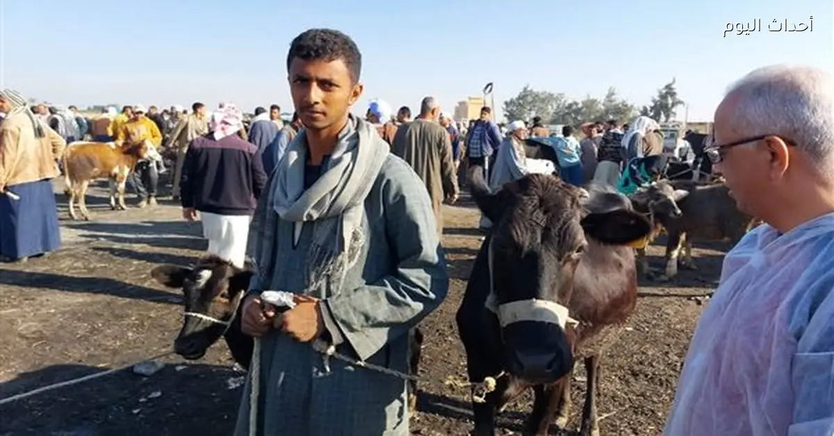 تحصين الحيوانات في قرية جنيفة بالسويس ضد الحمى القلاعية