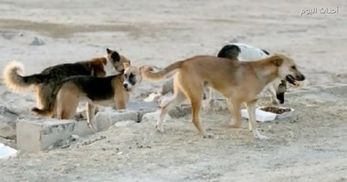 دار الإفتاء توضح حكم قتل الكلاب والقطط الضالة