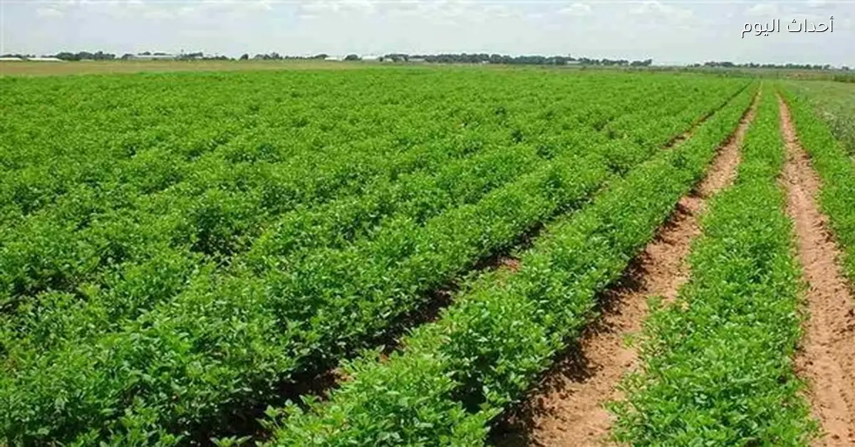 زيادات إيجار أراضي الأوقاف ودعم لصغار المزارعين