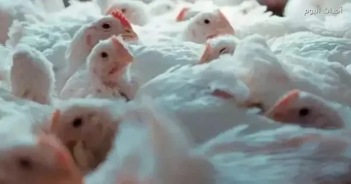 سعر الذهب في مصر اليوم 18 ديسمبر 2025 تحديث لحظي من محلات الصاغة