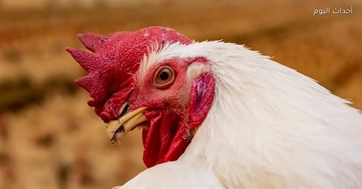 سعر الفراخ في الأسواق الشعبية وبورصة الدواجن اليوم 24 ديسمبر 2025