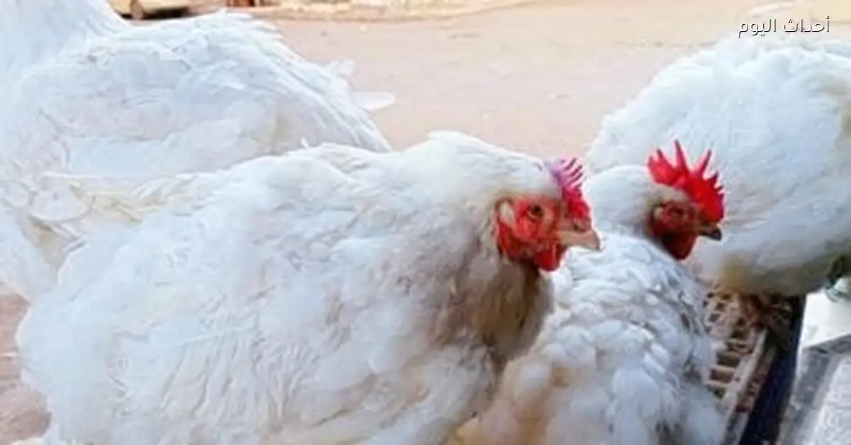 سعر كيلو الفراخ البيضاء في القليوبية 67 جنيها السبت 27 ديسمبر 2025