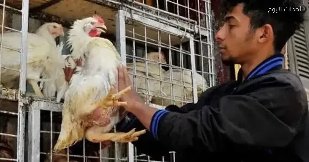 سعر كيلو الفراخ اليوم في السوق المحلي الخميس