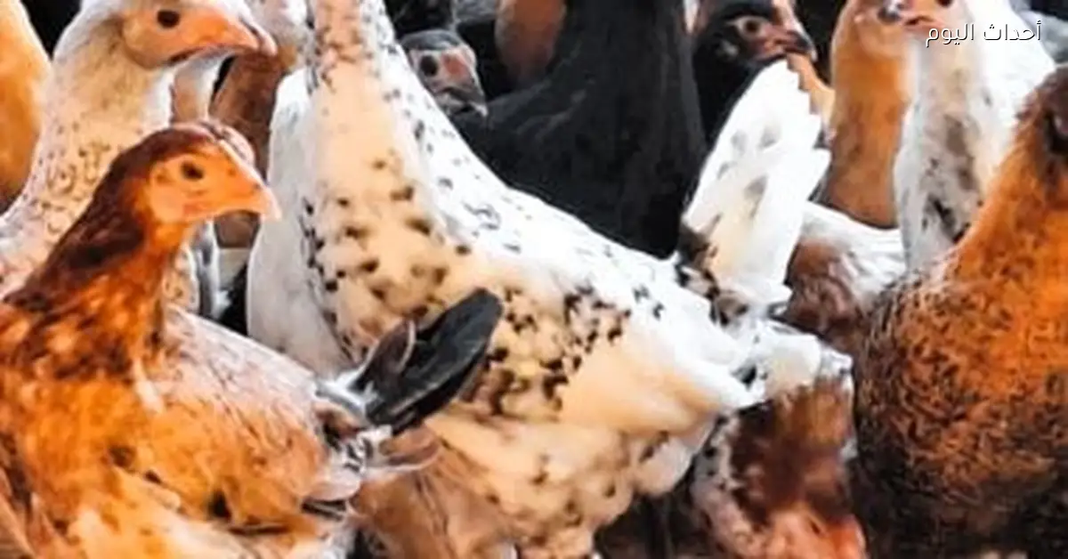 سعر كيلو الفراخ في القليوبية يصل إلى 63 جنيها الأربعاء 24 ديسمبر 2025