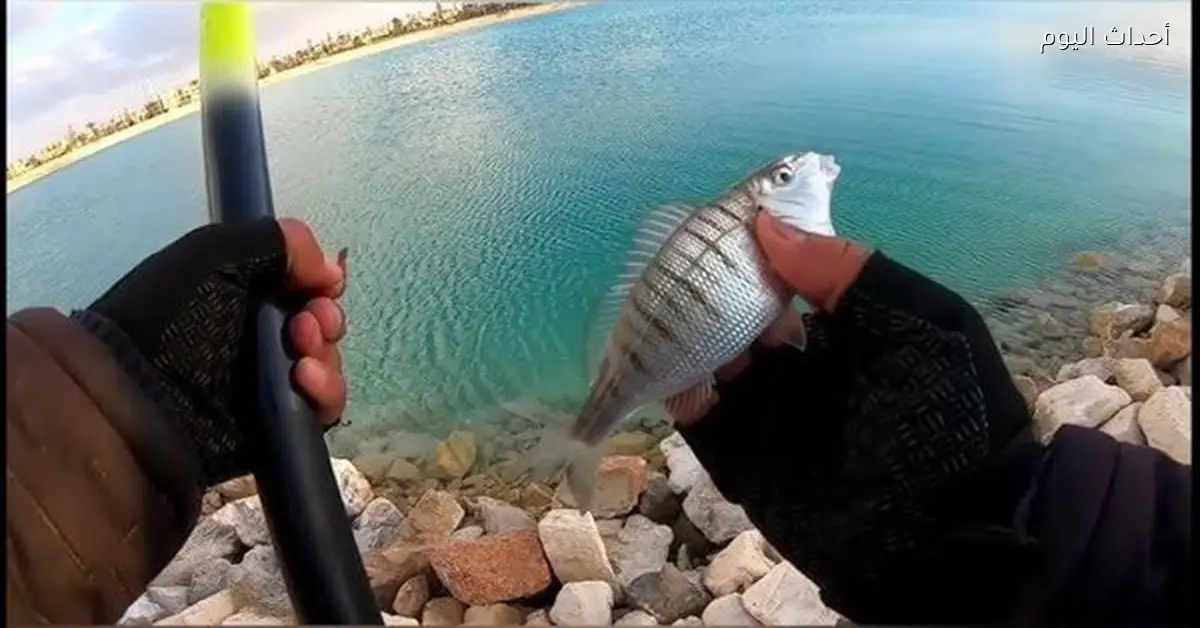 مسابقات الصيد البري تعزز إشغالات الساحل إلى 100%