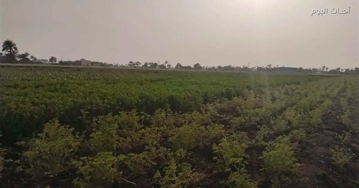 مهلة حتى مارس 2026 لـ 13 جمعية في جنوب بورسعيد لسداد حق الدولة