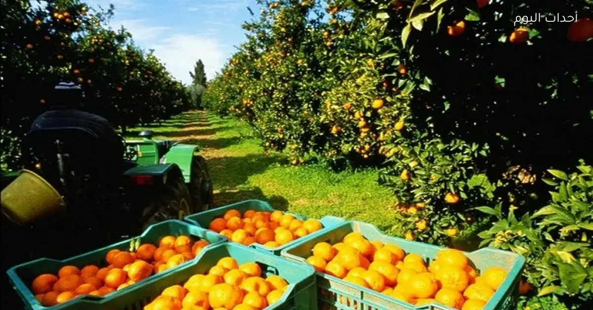 وزير الزراعة يعلن خفض فحوصات الموالح المصرية إلى 10% بدلاً من 20%