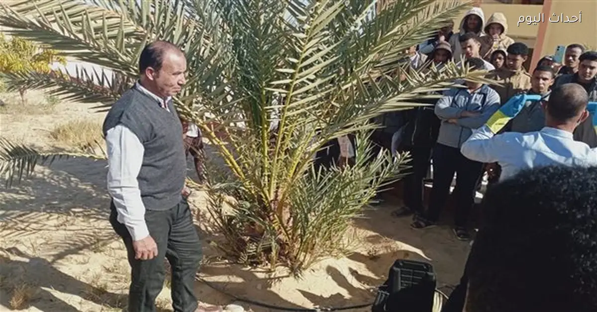 مكافحة سوسة النخيل لحماية 22 مليون نخلة