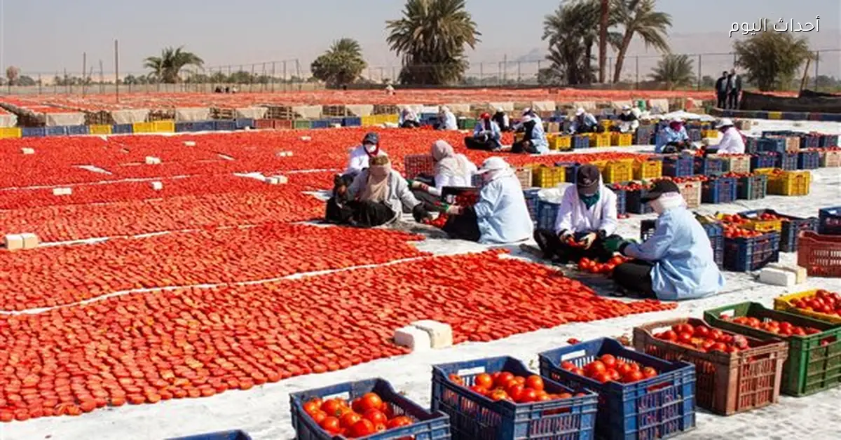 ورشة عمل بالأقصر لدعم منتجي الطماطم الطازجة والمجففة