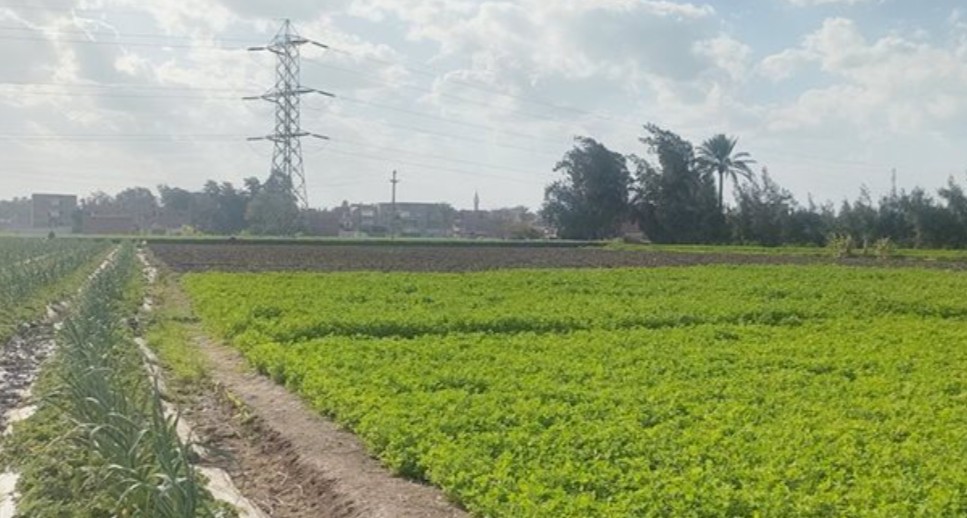 اللائحة الجديدة لتقنين أراضي الدولة تحدد رسوم الفحص والمعاينة للأراضي الزراعية والمباني | مصر الآن