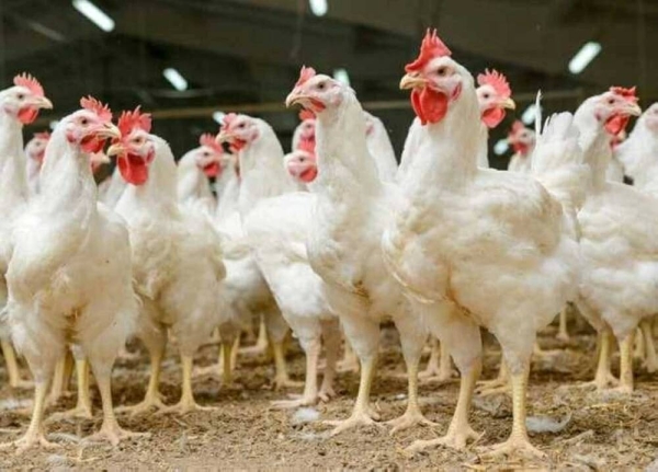 سعر كيلو <a href=