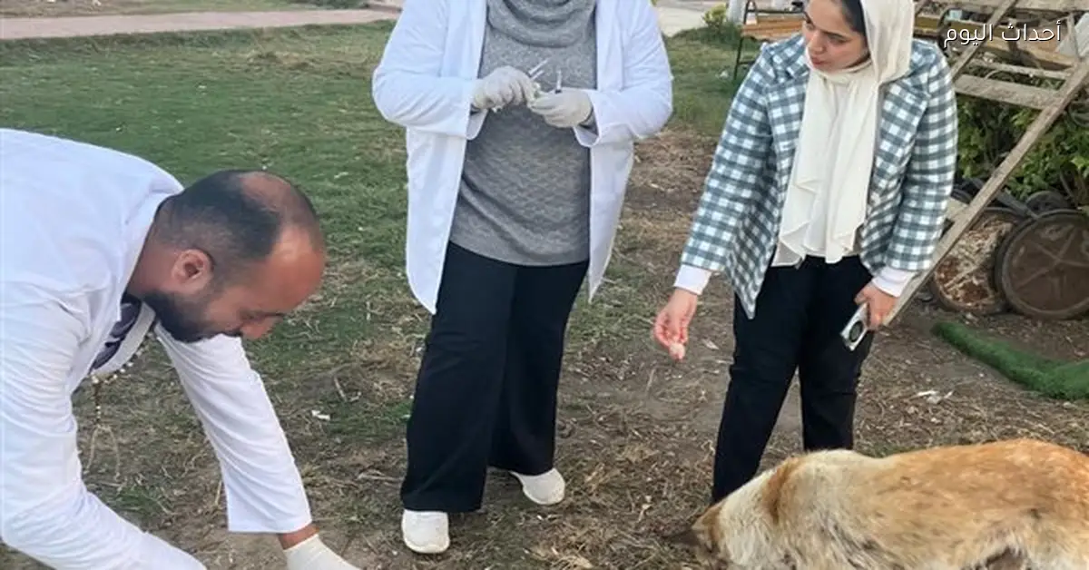 تحصين 1.7 مليون رأس ماشية ضد الحمى القلاعية