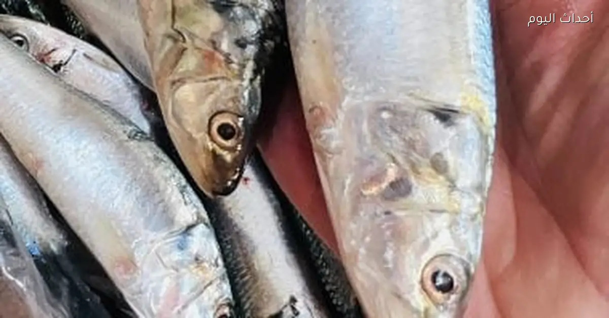 أسعار الأسماك في كفر الشيخ تتصدر بـ 45 جنيه للبلطي