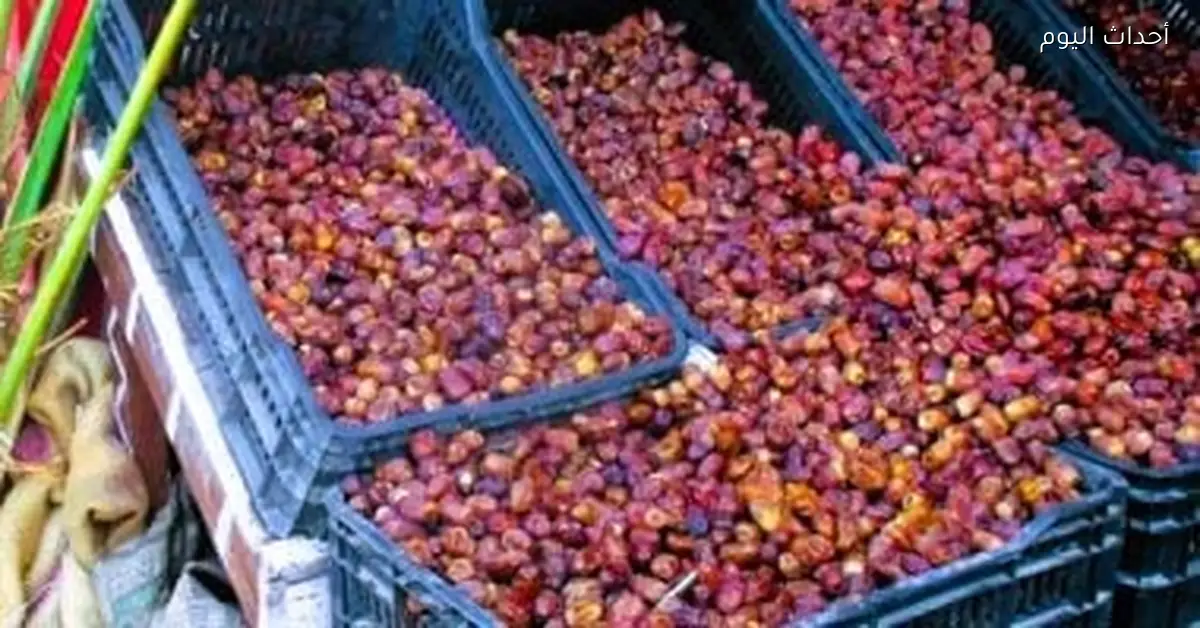 أسعار البلح في أسواق مطروح اليوم الإثنين 12 يناير 2026