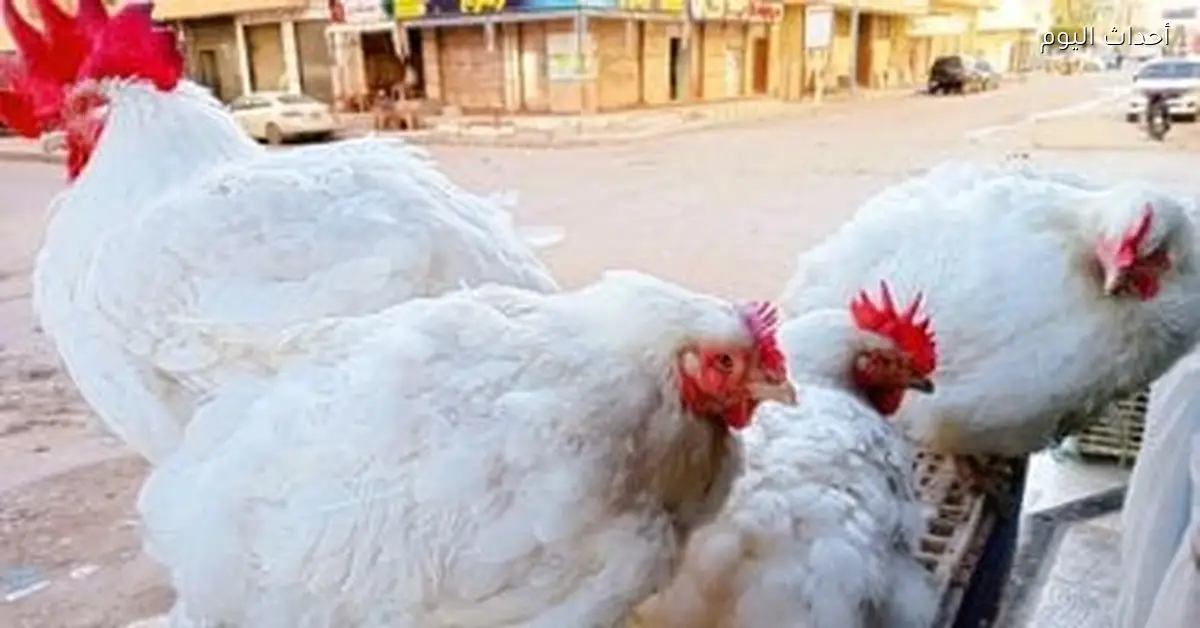 أسعار الدواجن اليوم الجمعة 9 يناير 2026 تسجل 78 جنيها للكilo