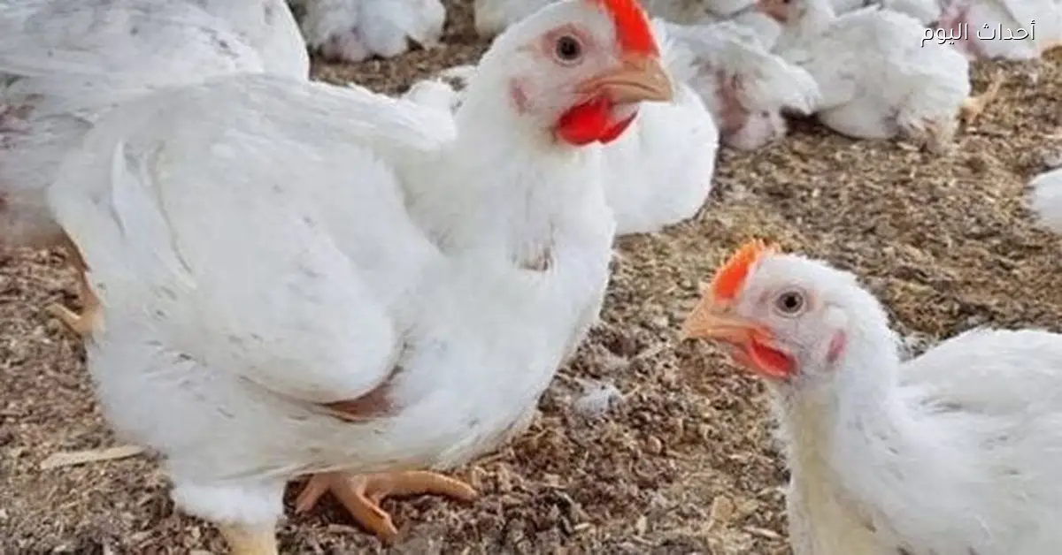 أسعار الدواجن ترتفع مع بداية 2026 ووصول كيلو الفراخ إلى 85 جنيه