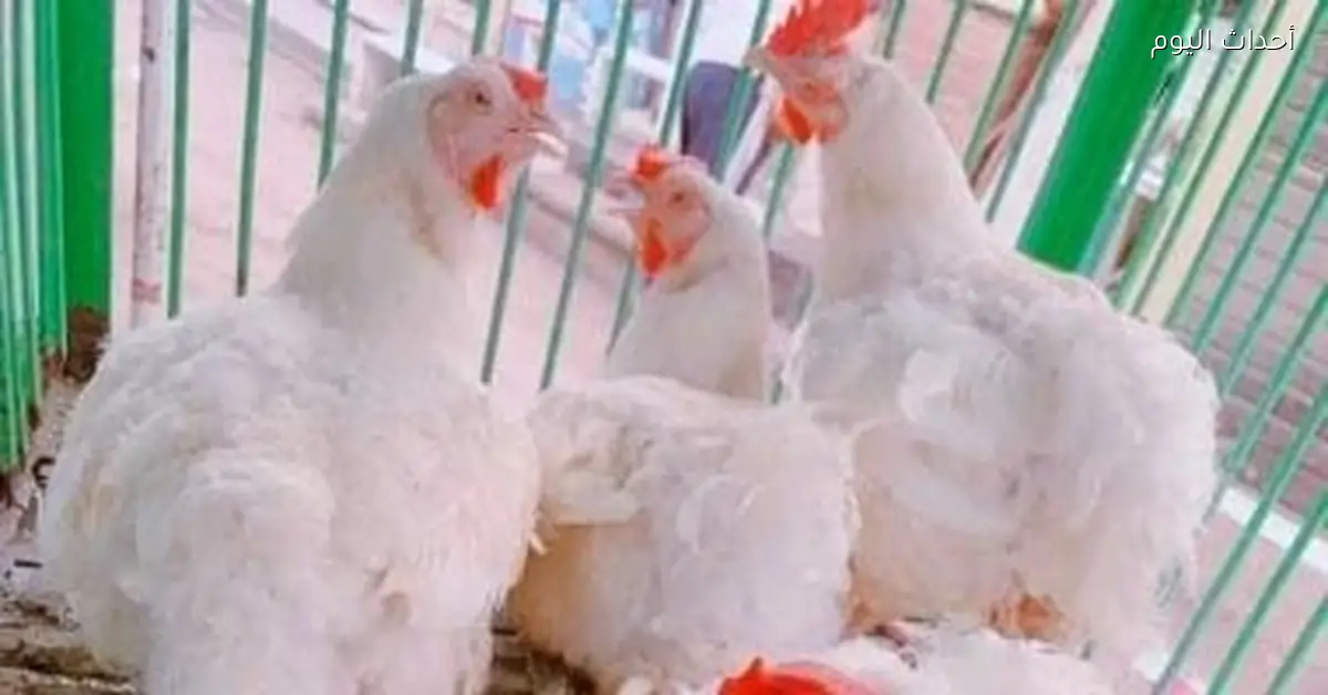 أسعار الدواجن في كفر الشيخ 80 جنيها للفراخ البيضاء الأحد 4 يناير 2026