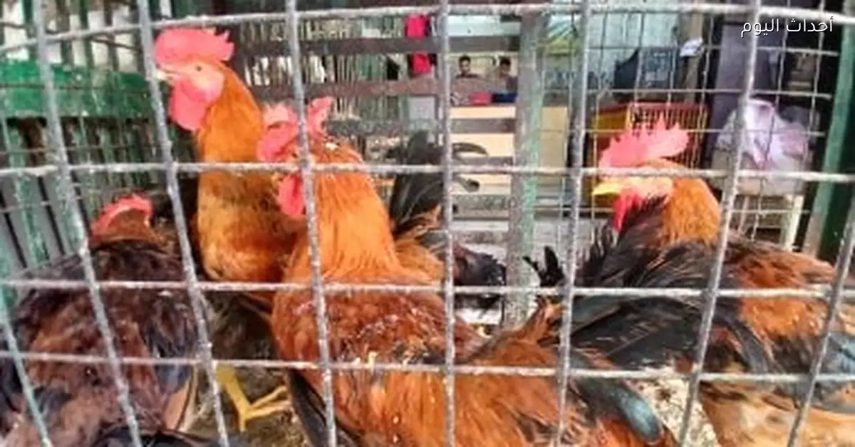 أسعار الدواجن في كفر الشيخ اليوم 16 يناير 2026
