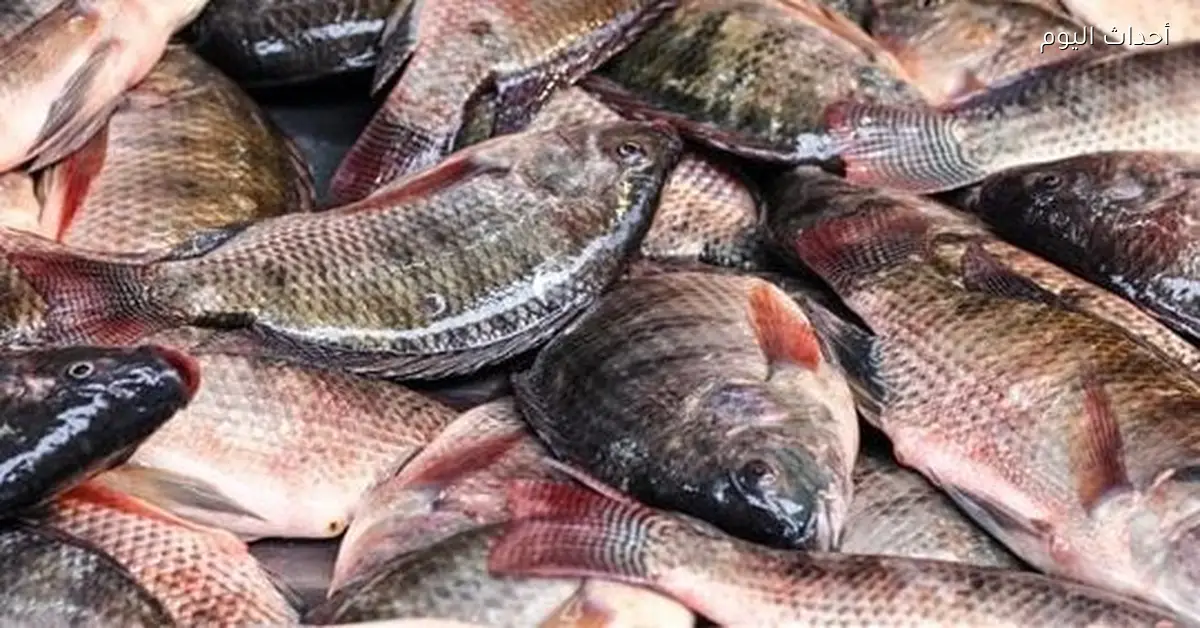 أسعار السمك في الأسواق اليوم الثلاثاء 13 يناير 2026